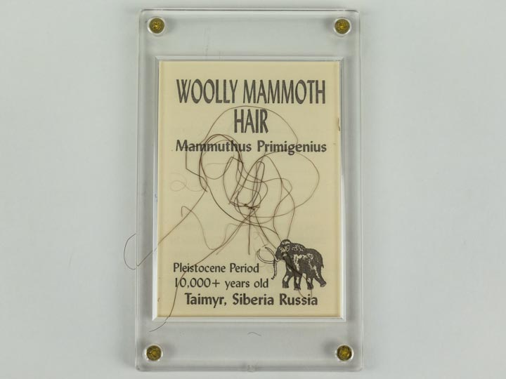 Woolly Mammoth Hair 