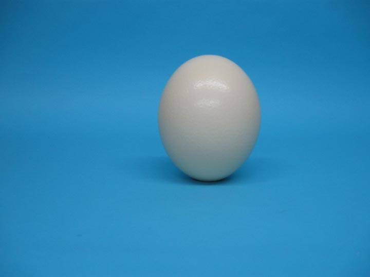 Ostrich Egg Shell: Grade A 