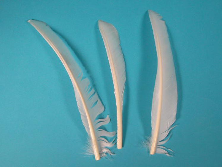 Complete White Turkey Pointer Feather 
