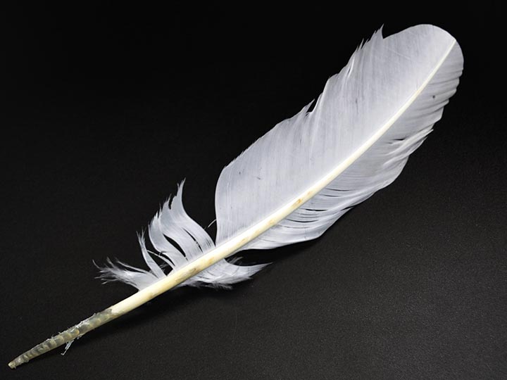 White Turkey Plumage Feather 
