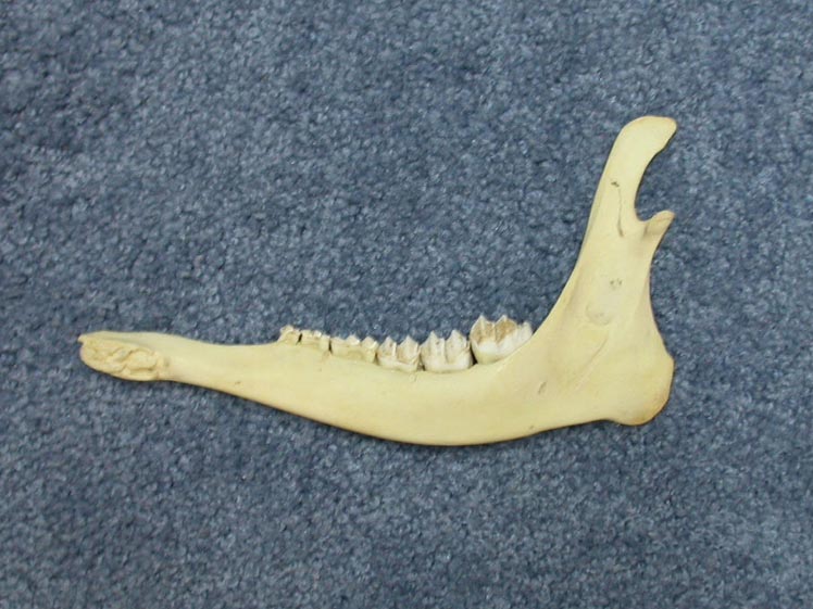 Deer Jaw Bone 