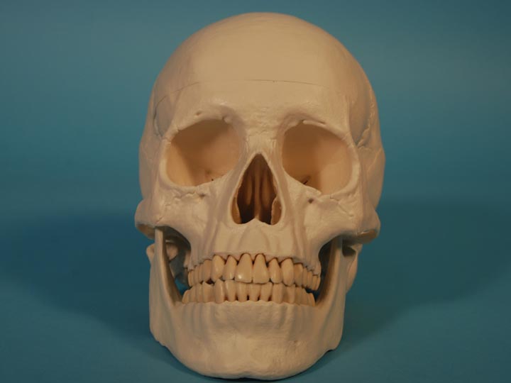 Replica Human Skull: Standard 