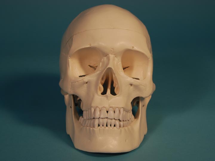 Replica Human Skull: Budget 