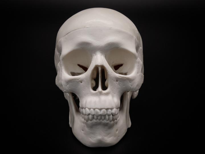 Replica Mini Human Skull 