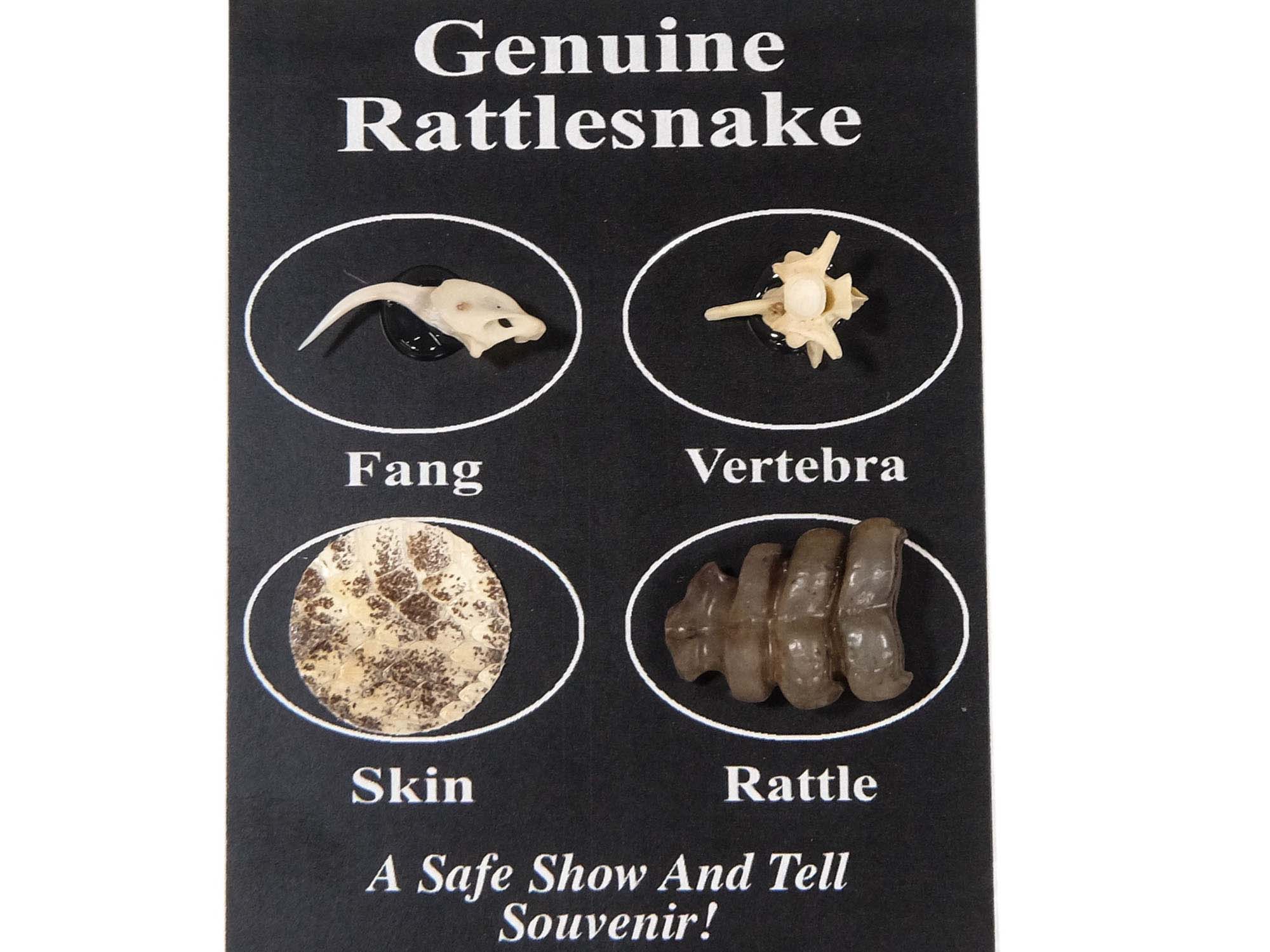 Real Rattlesnake Fang/Bone/Skin/Rattle Pack 