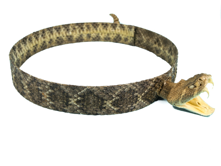 1.25" Real Rattlesnake Hat Band with Head &amp; Rattle: Open Mouth - 598-HB204 (B5)