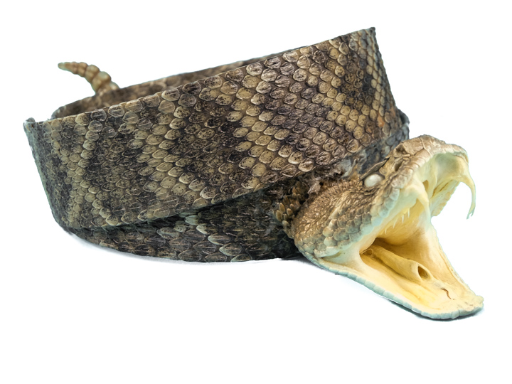 1.25" Real Rattlesnake Hat Band with Head & Rattle: Open Mouth rattlesnake hatbands