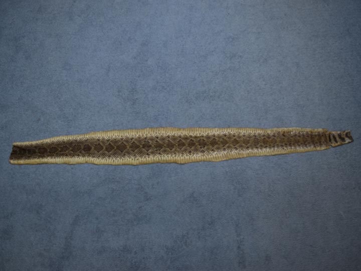 Rattlesnake Skin with No Rattle: 61" to 71" 