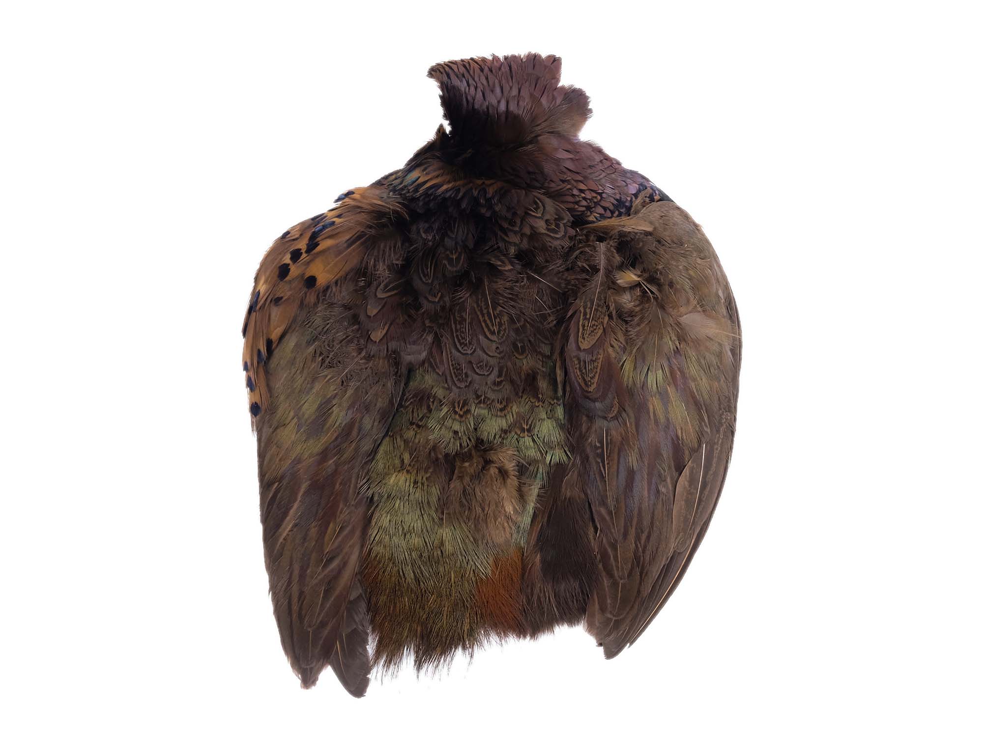 Dyed Ringneck Pheasant Skin: #2: Chocolate Brown 