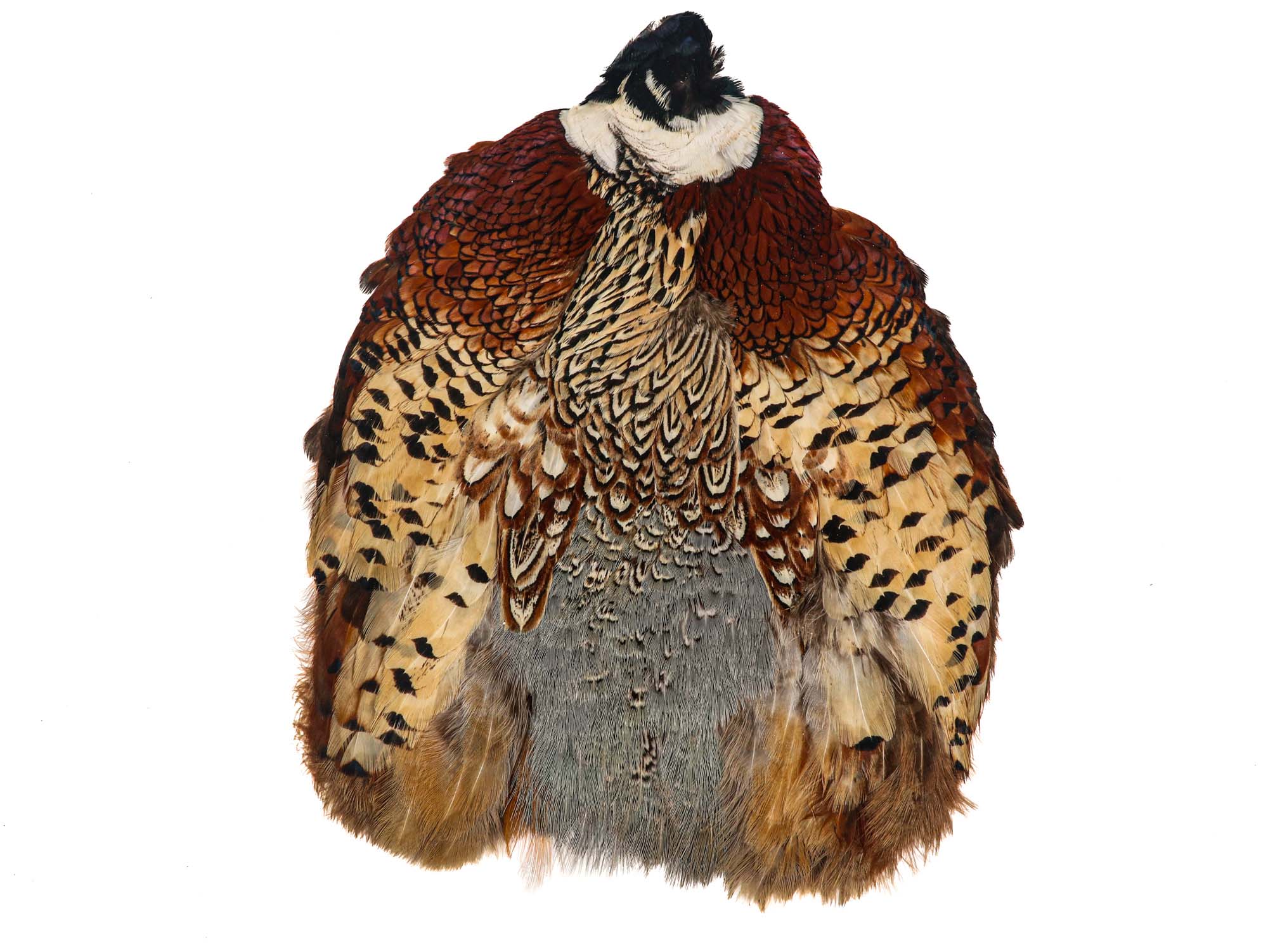 Ringneck Pheasant without Tail: #1: Natural Color 