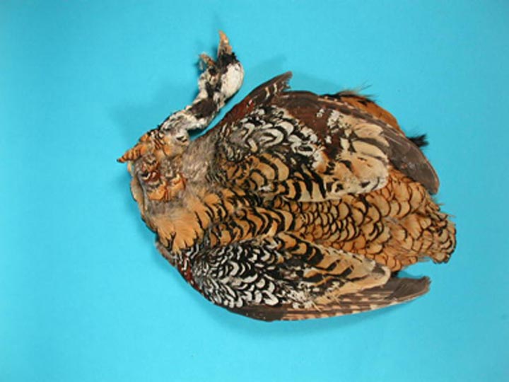 Venery Pheasant: #1: Natural Color reeves pheasant