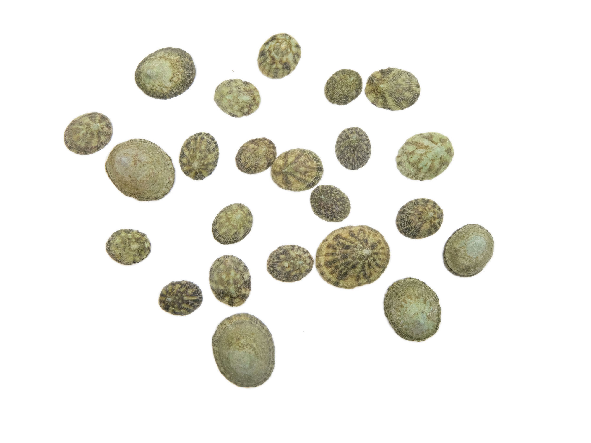 Green Limpet Shells (100/bag) - 1171-100 (F6)