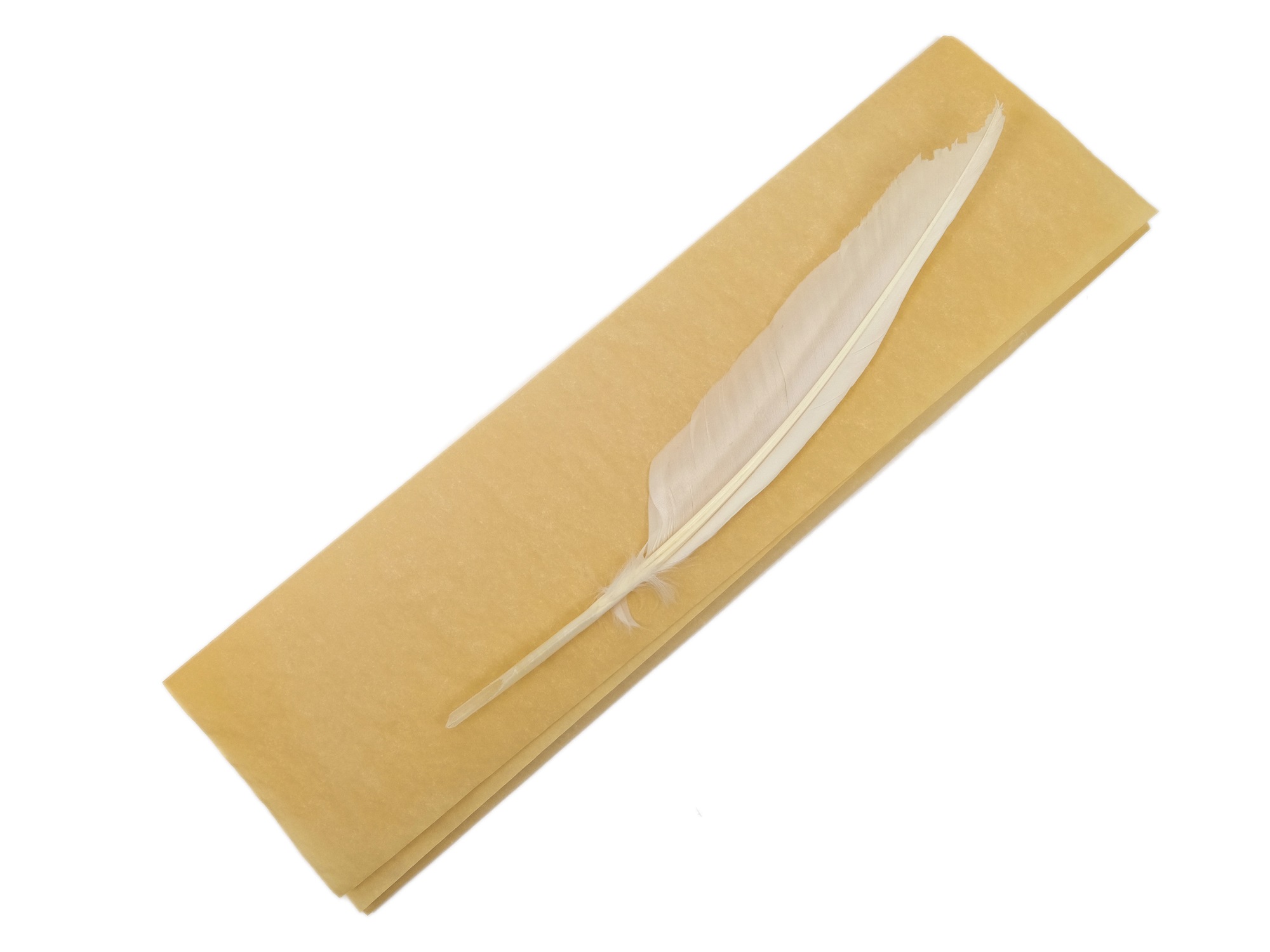 Blank Parchment with Feather Quill Pen 