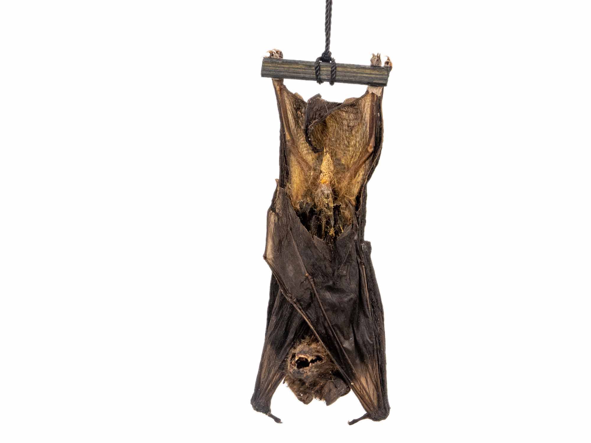 Hanging Java Pipistrelle Bat 