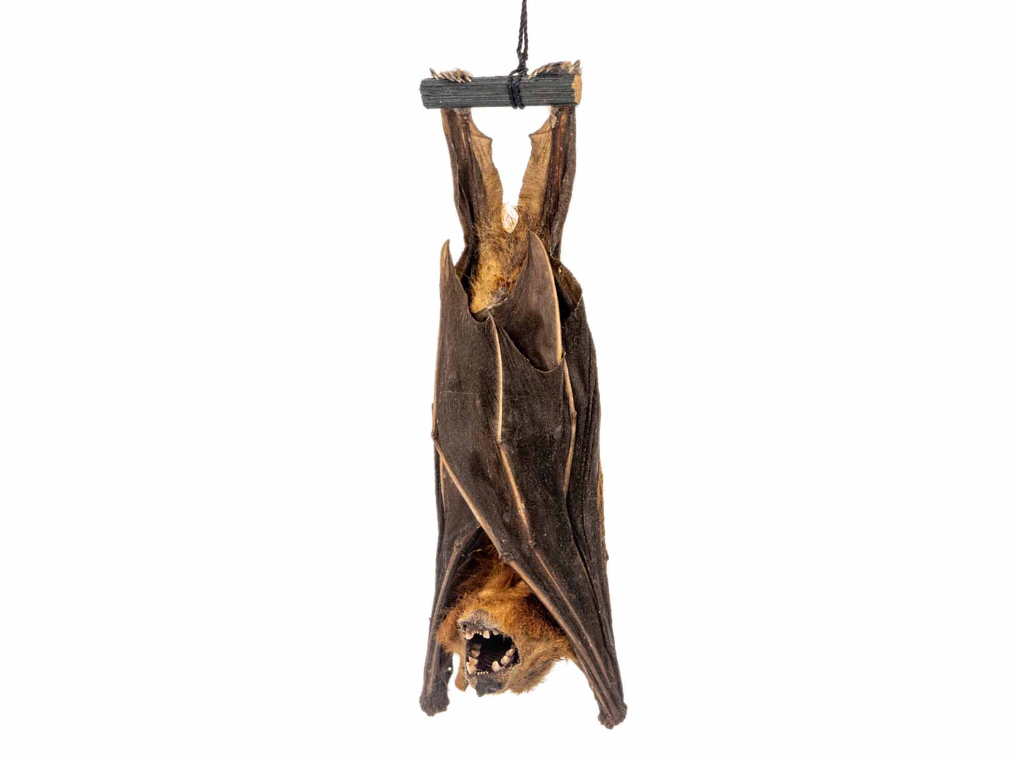 Hanging Minute Fruit Bat 