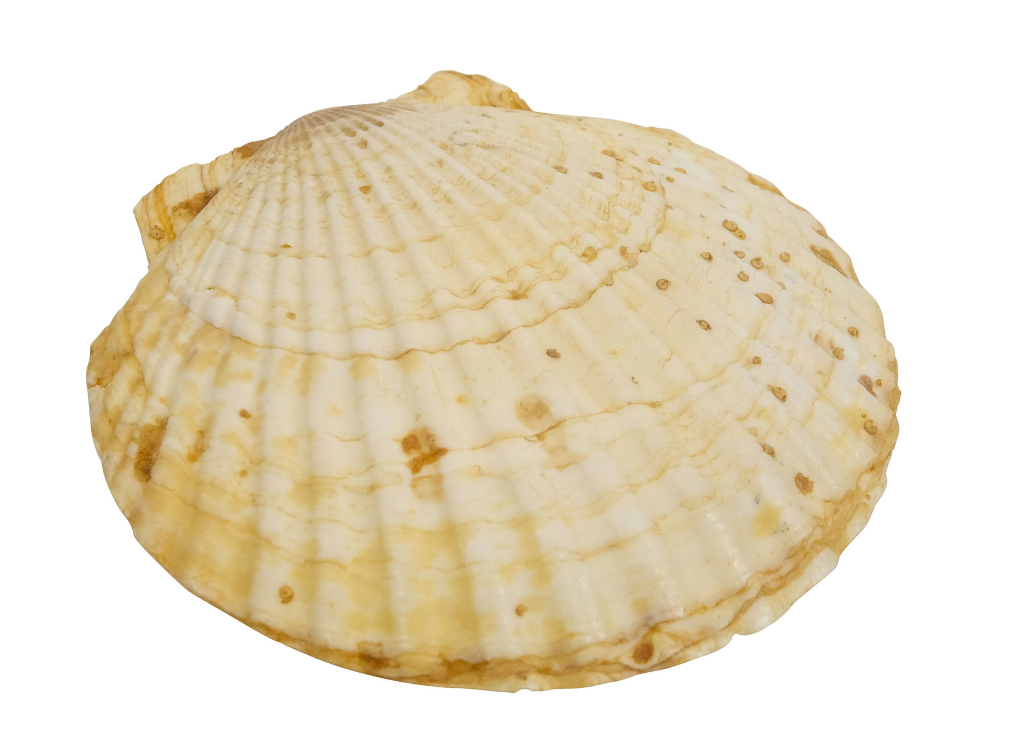 Japanese Scallop Shell: Assorted 