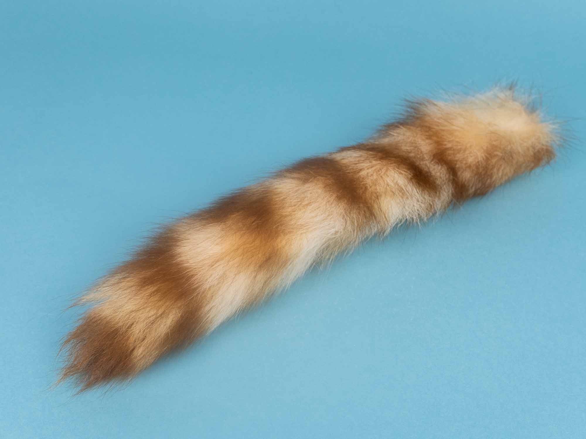 Stiff Bleached Raccoon Tail 