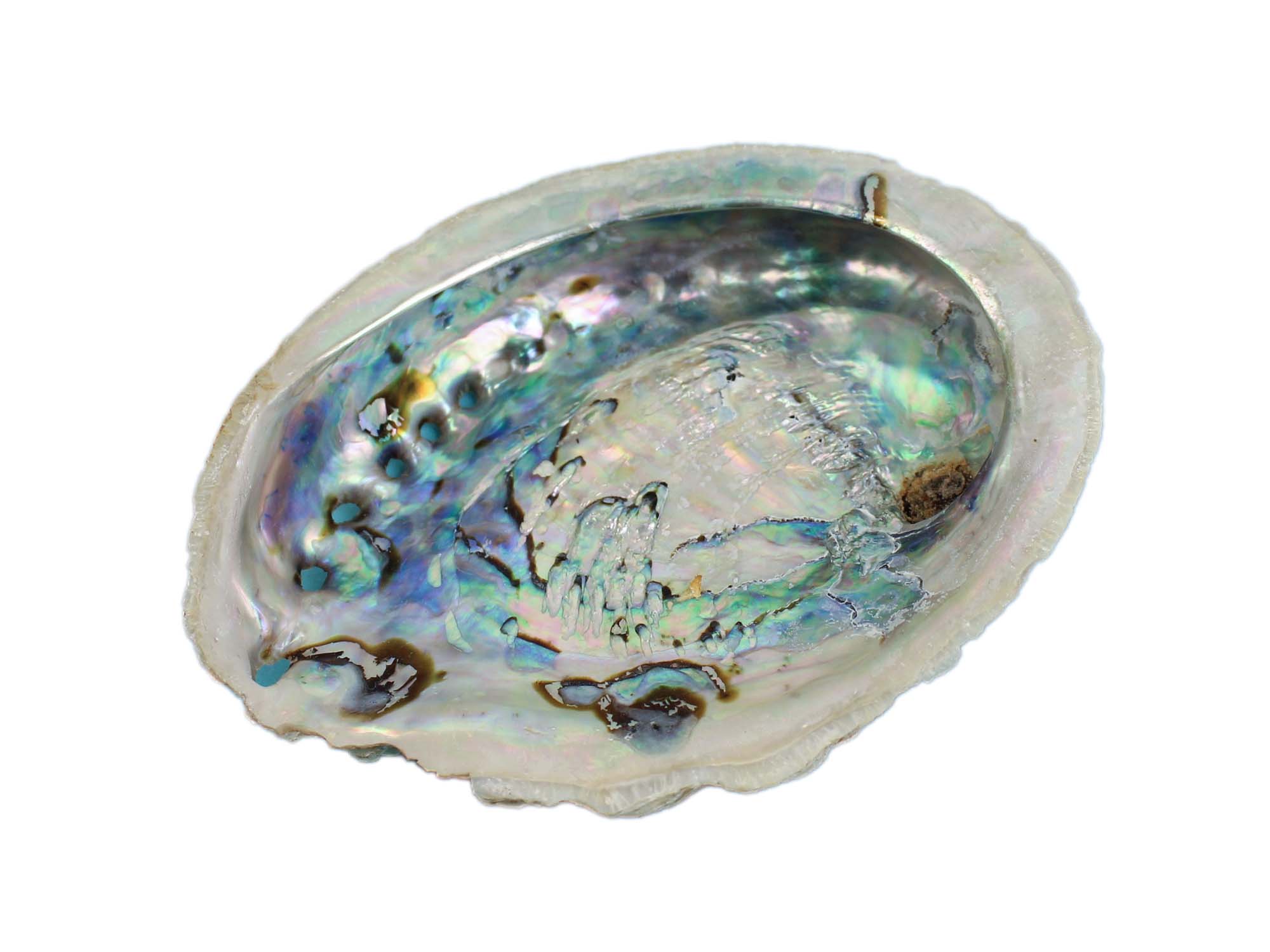 Lightly Edged African Abalone Shell: 3"-5" 