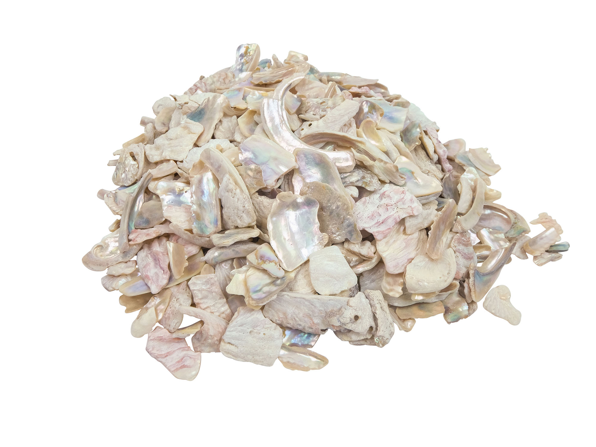 African Abalone Pieces: Assorted Sizes: Bleached White (kg) 