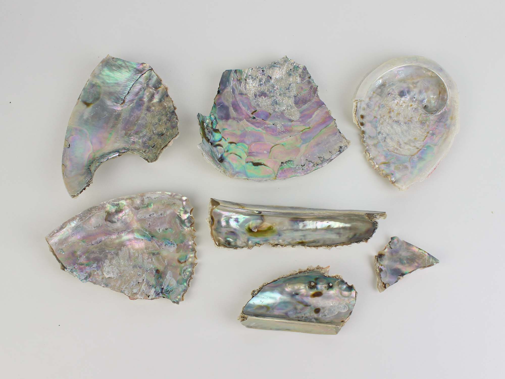 Mexican Green Abalone Shell Pieces (lb) - 221-BC (Y3G-A2)