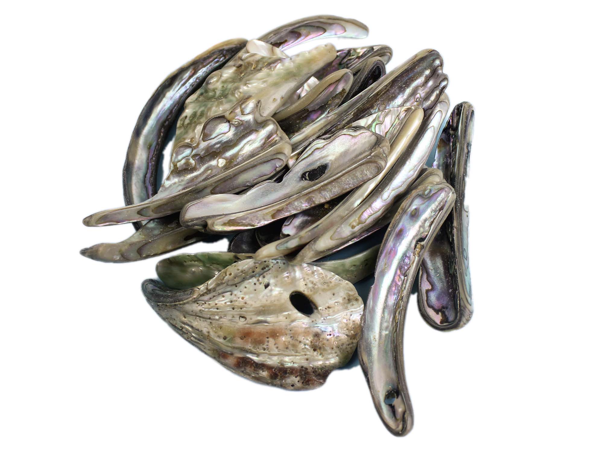 Mexican Green Abalone Shell Lips: Extra Large (1/2 lb) 
