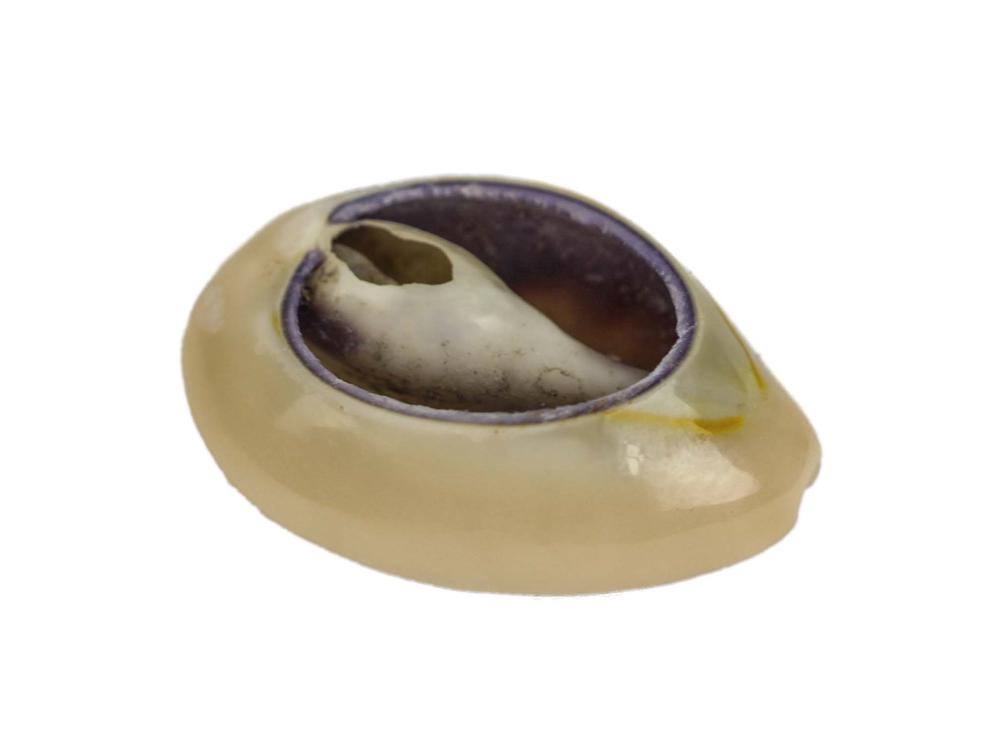 Cut Ringtop Cowrie Shells (kg) 