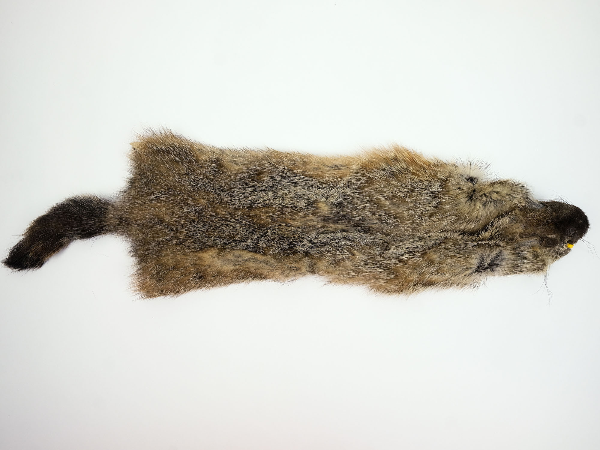 Trading Post Grade Woodchuck (Groundhog) Skin 