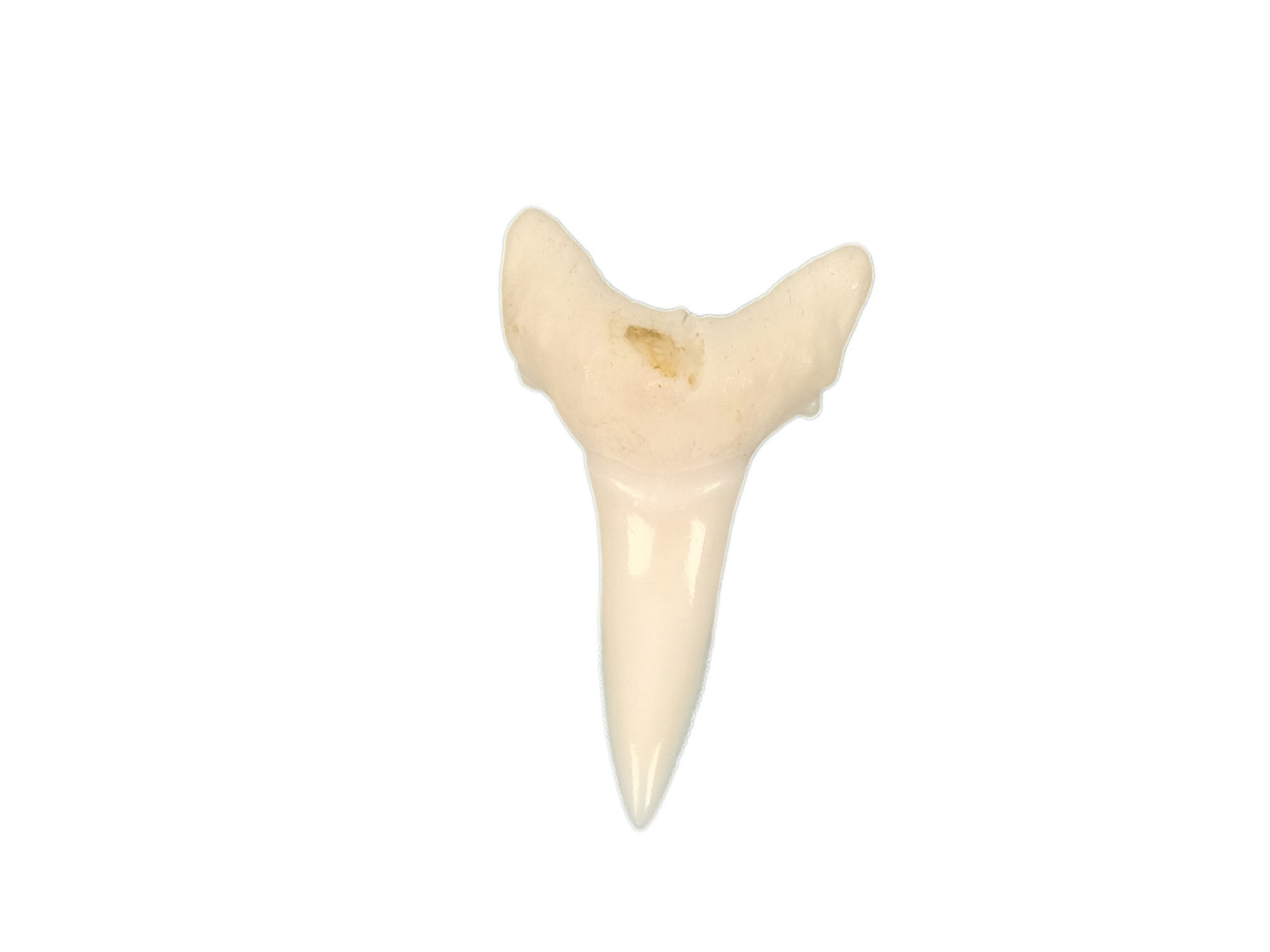 White Tip Shark Tooth: 3/4" 