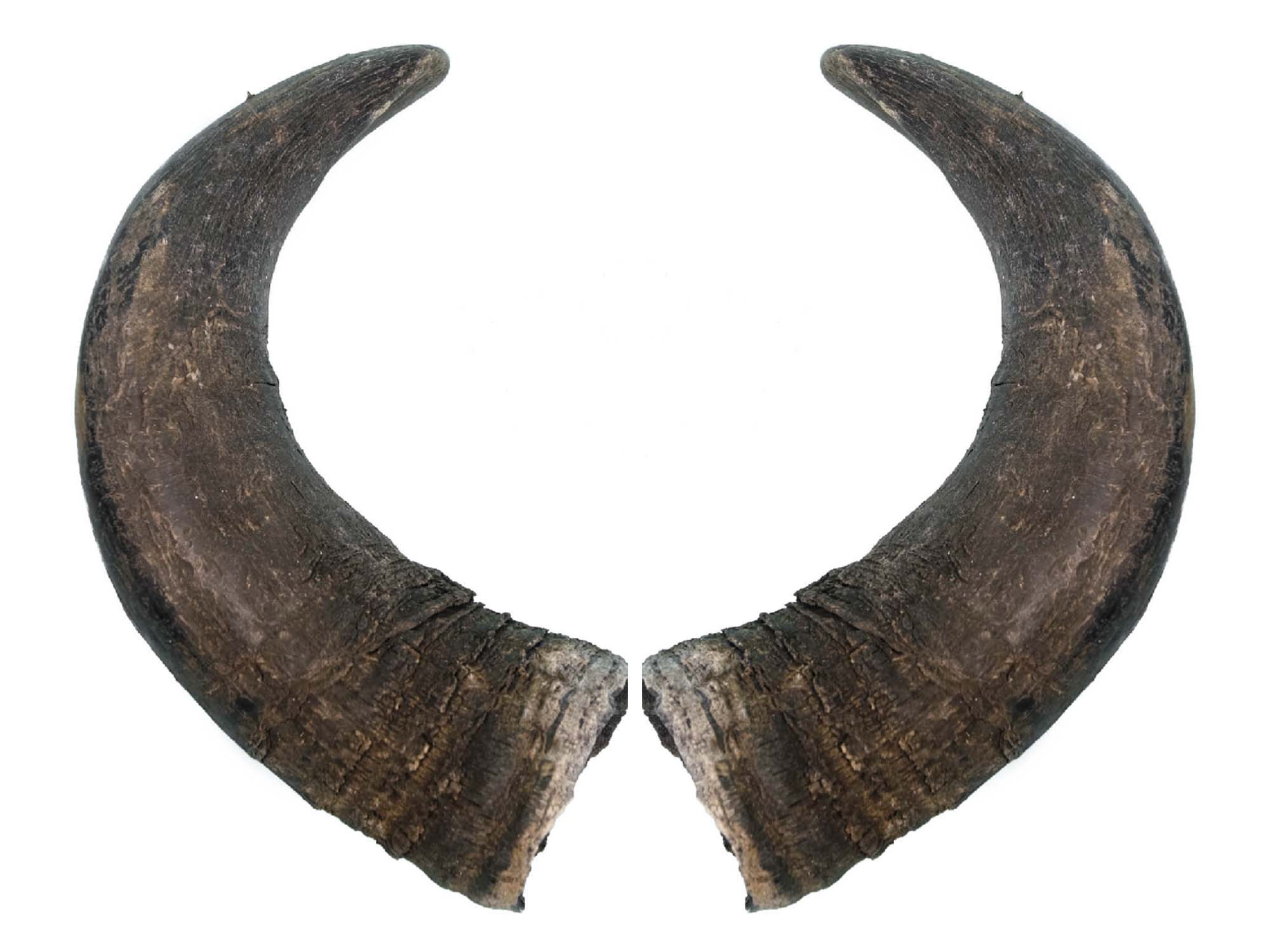 Female North American Buffalo Horn Caps