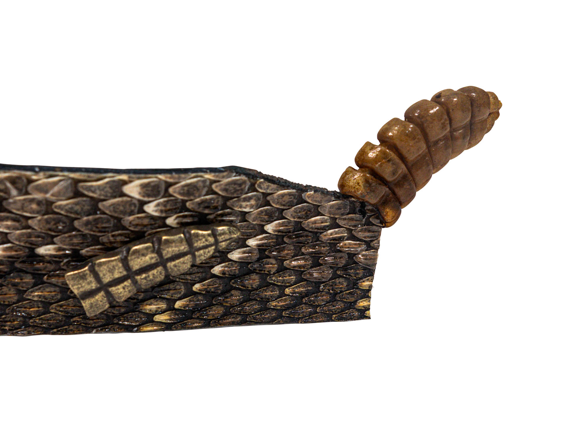 1.25" Double Sided Real Rattlesnake Hat Band with Real Rattle - 598-HB202D (9UC17)