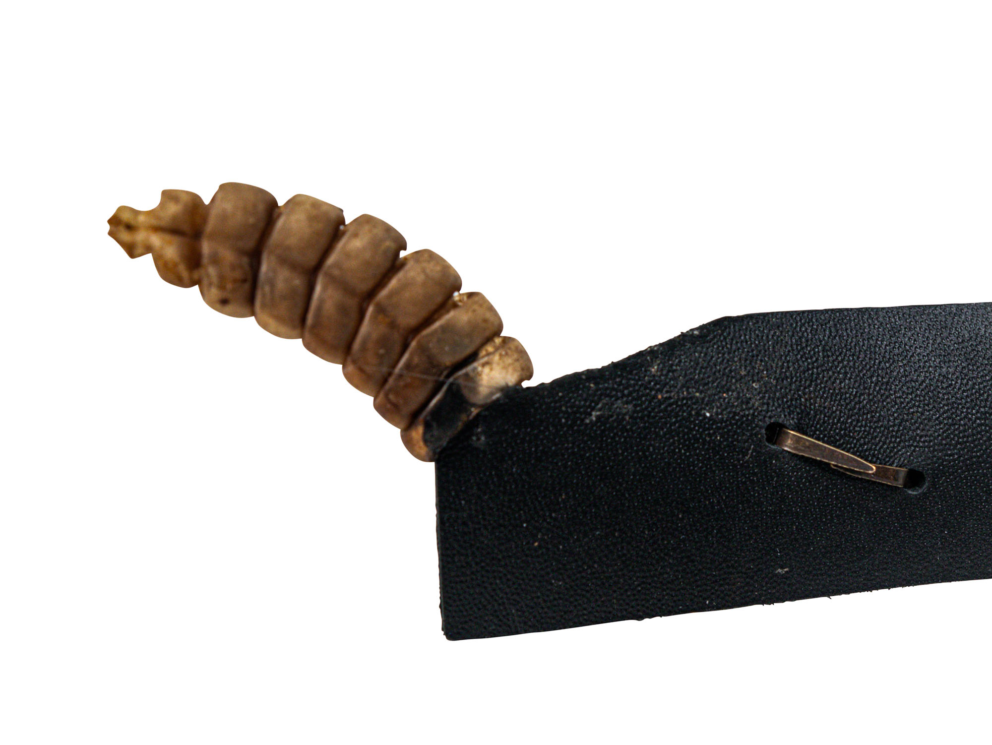 1.25" Double Sided Real Rattlesnake Hat Band with Real Rattle - 598-HB202D (9UC17)