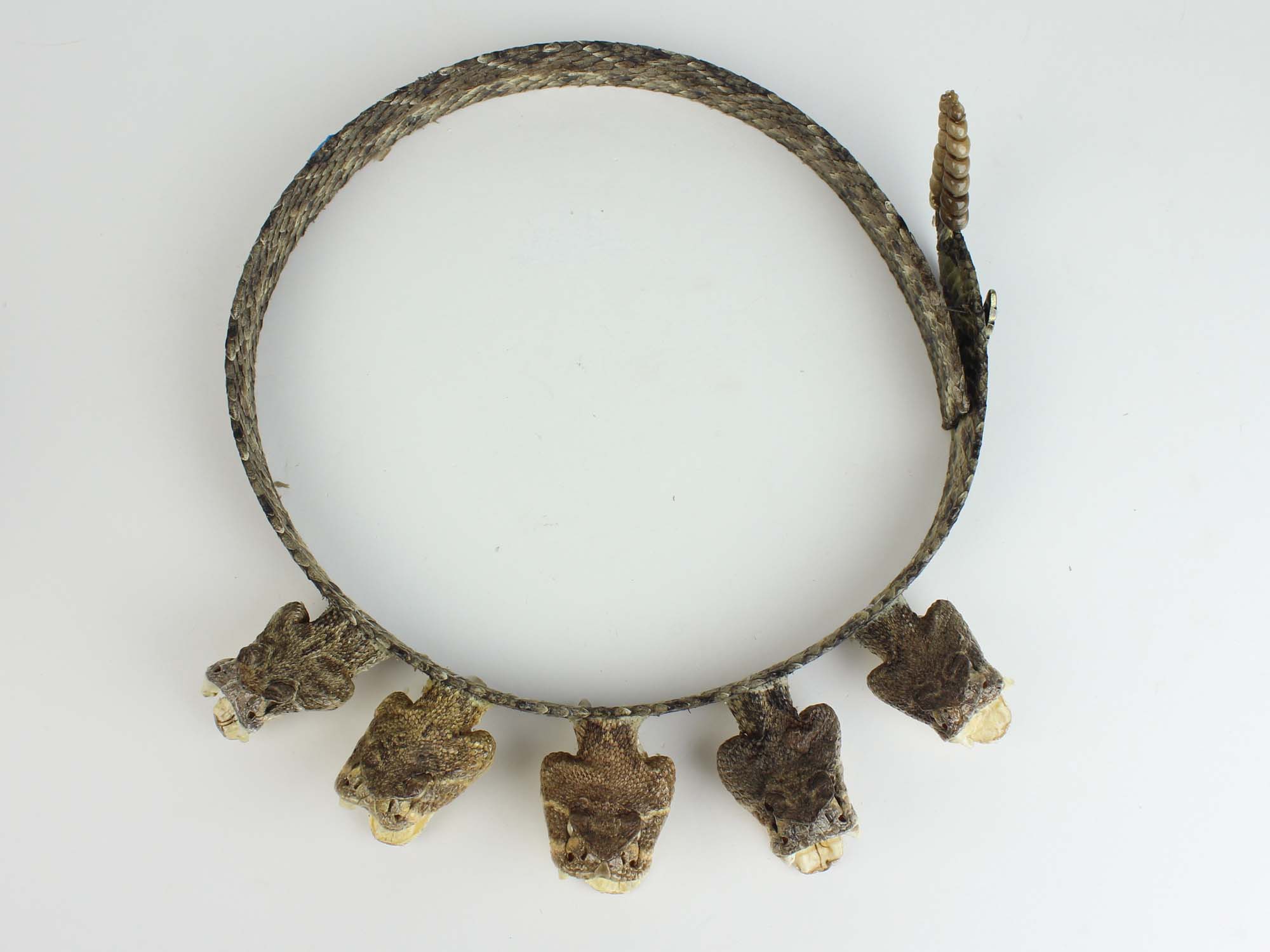 1" Real Rattlesnake Hat Band with Rattle and 5 Heads (Open Mouths) - 598-HB218 (K19)