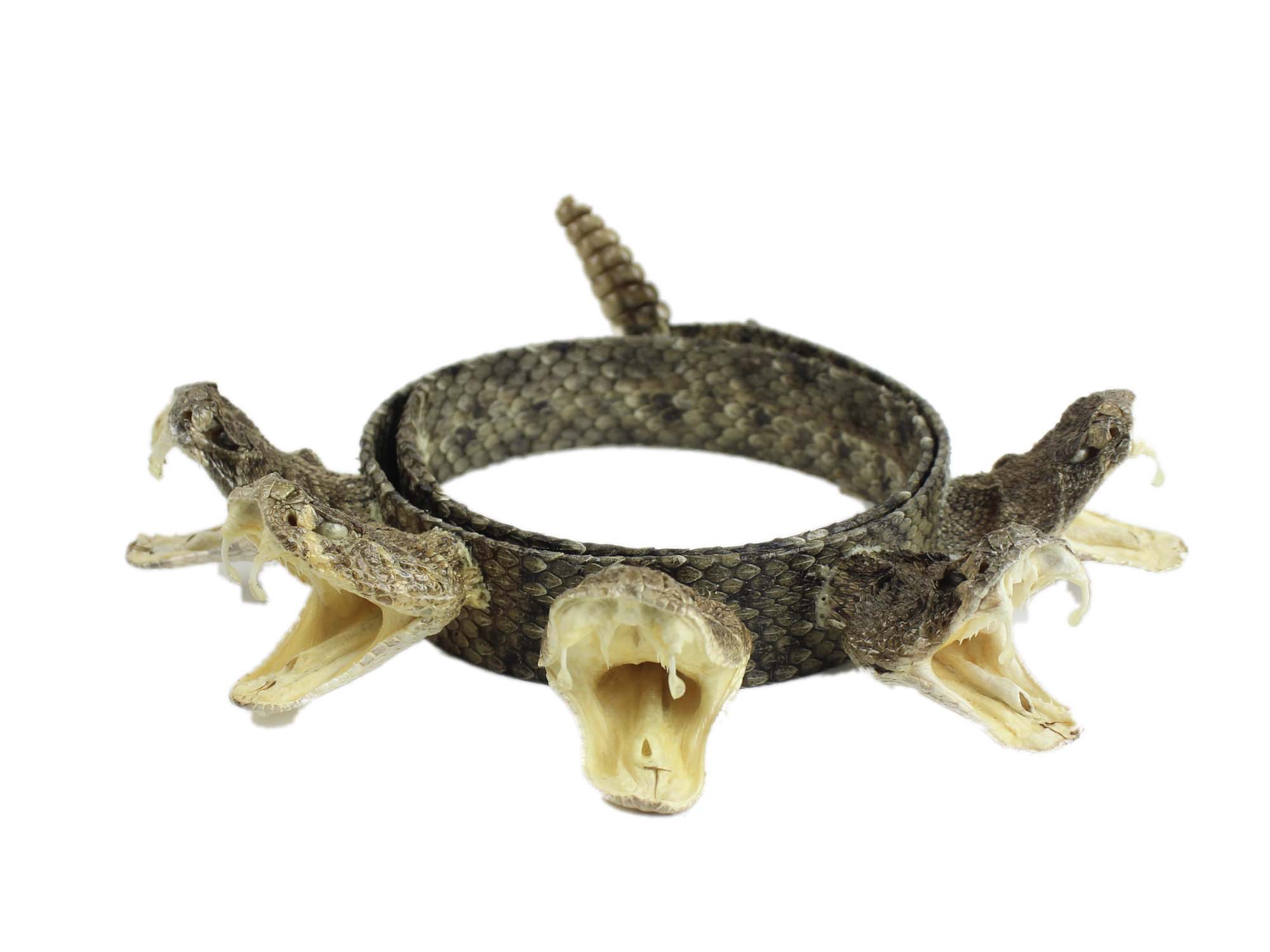 1" Real Rattlesnake Hat Band with Rattle and 5 Heads (Open Mouths) - 598-HB218 (K19)