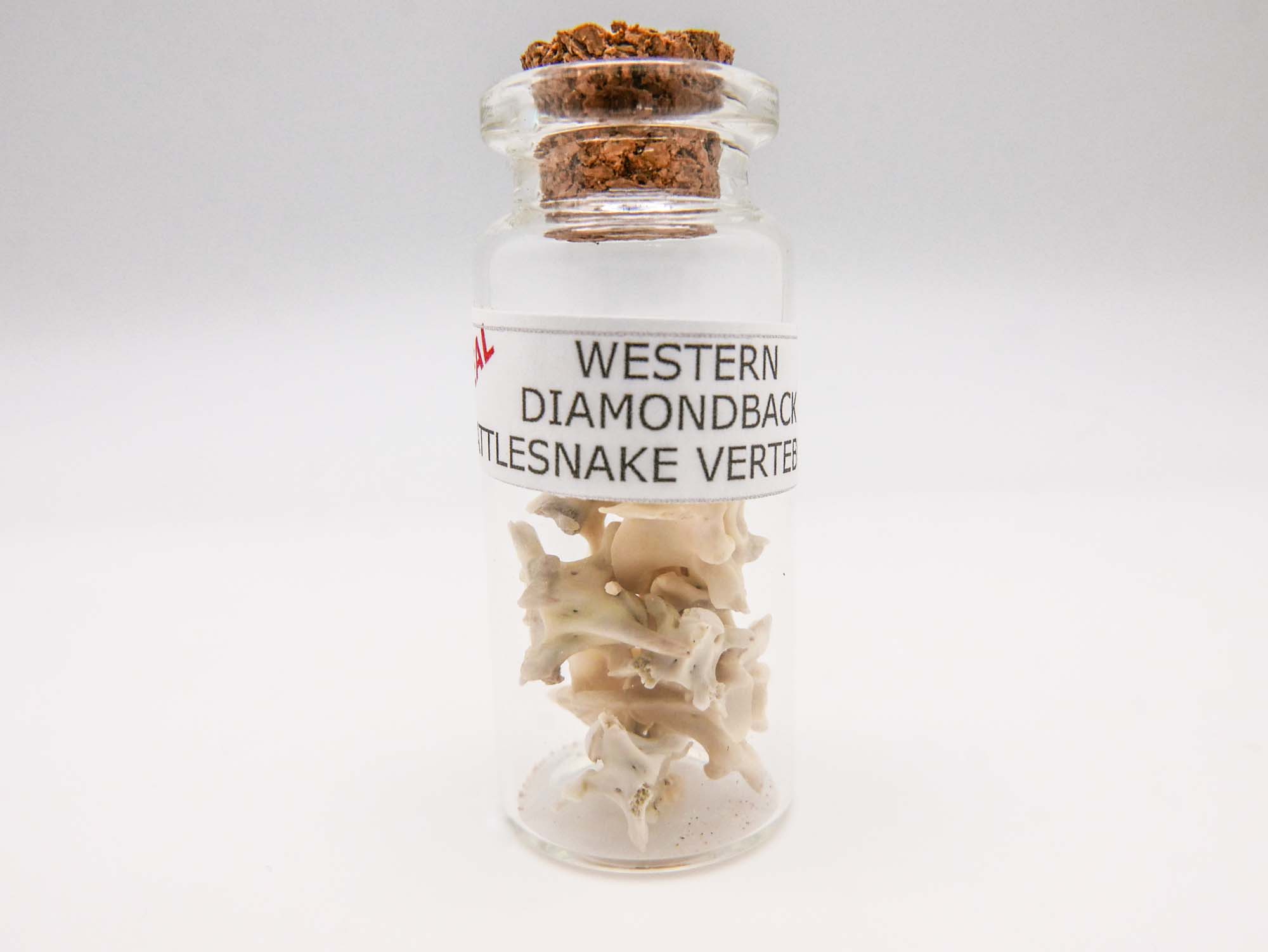 Real Rattlesnake Vertebrae in a Jar 