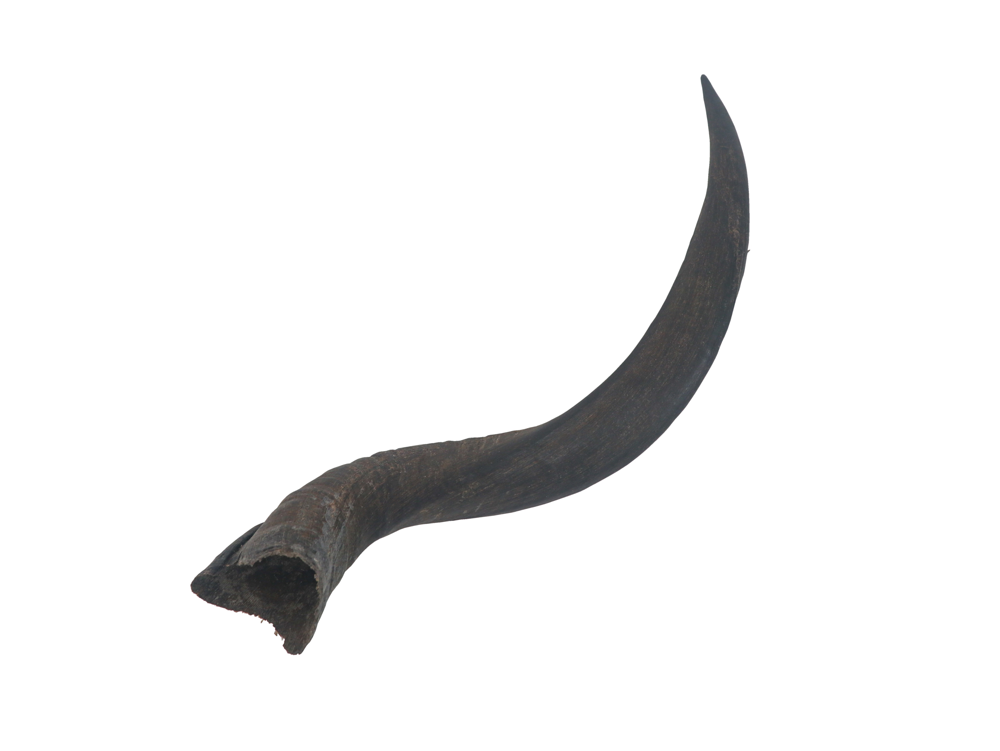 Kudu Horn: Small (21" to 26") 