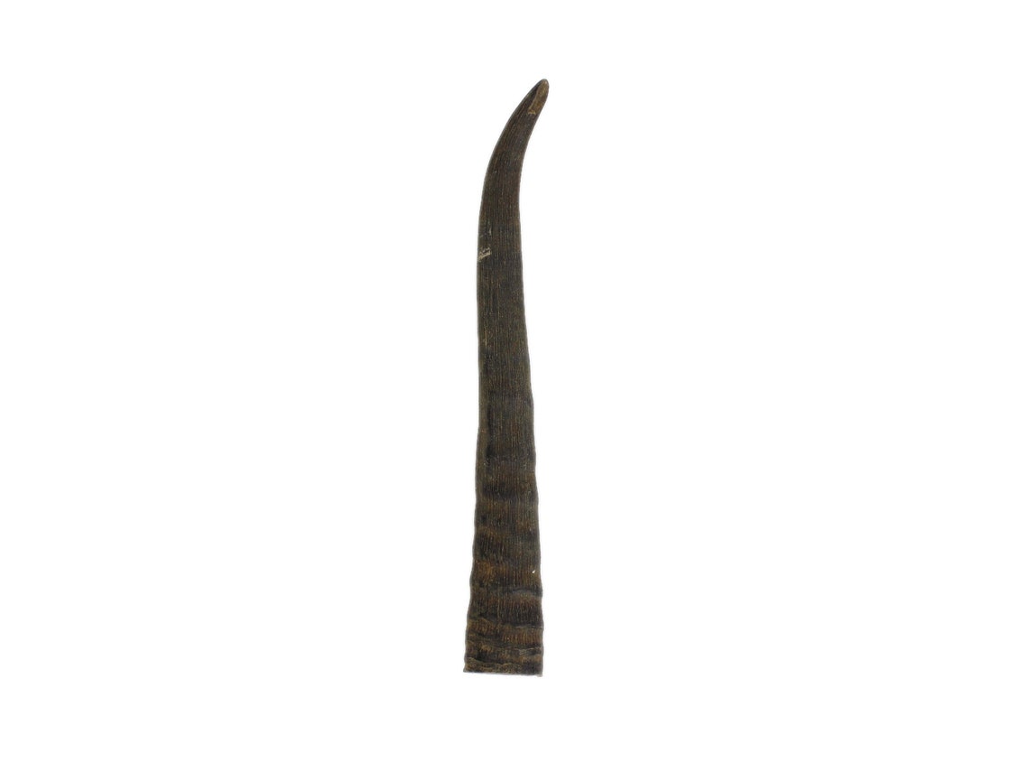 Springbok Horn: Small: ~4.5" to 6" 