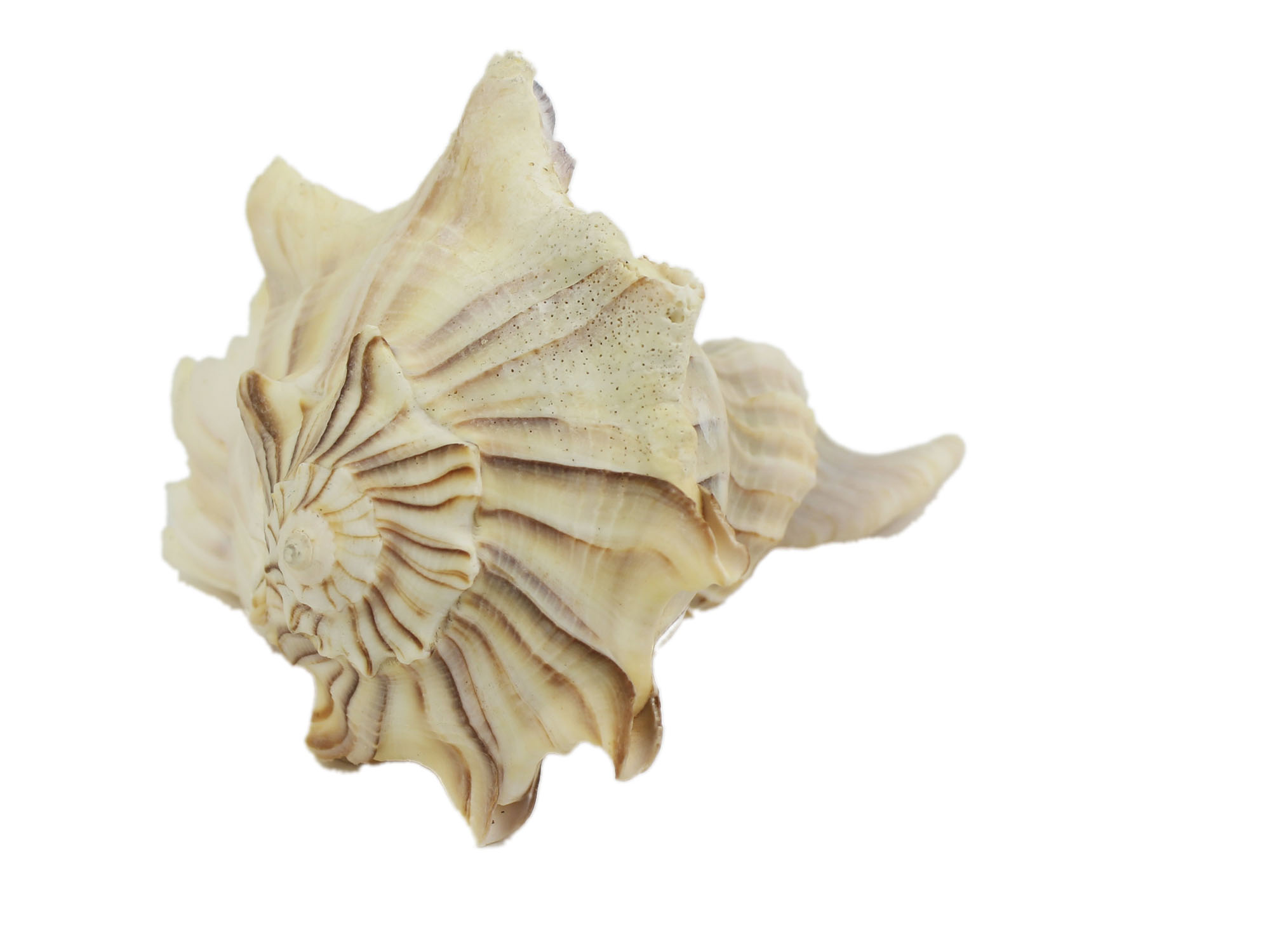 Mexican Left Hand Lightning Whelk Shells: 5" to 6" - 1361-0506-AS (R8)