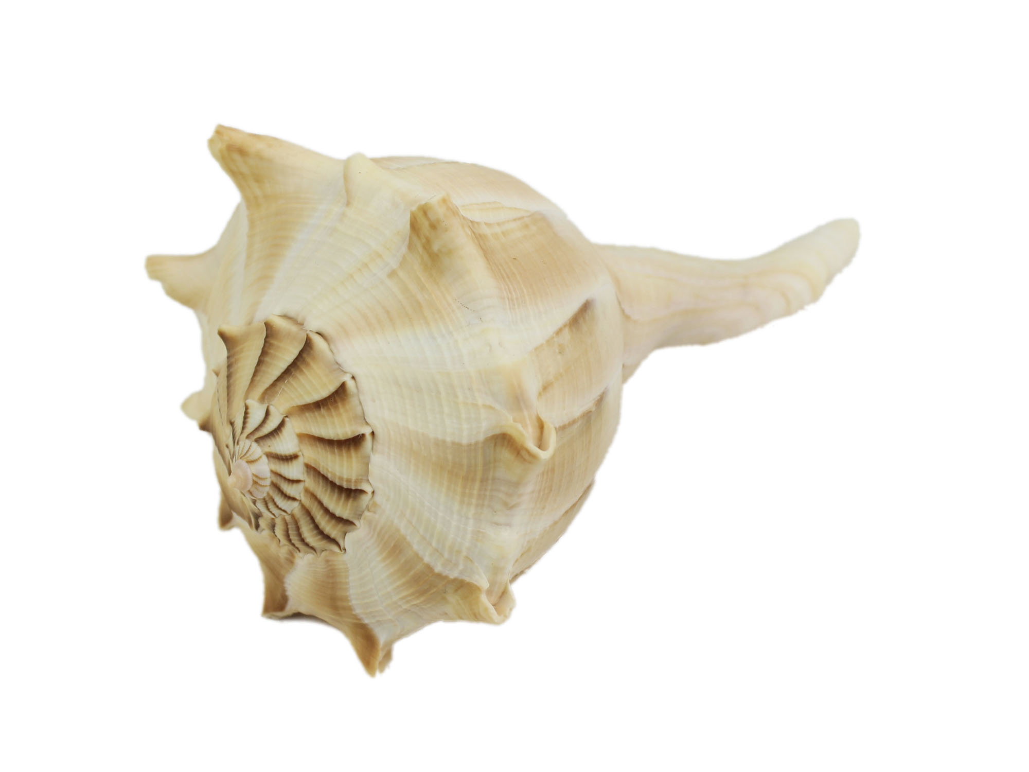 Mexican Left Hand Lightning Whelk Shells: 6" to 7" - 1361-0607-AS (R8)