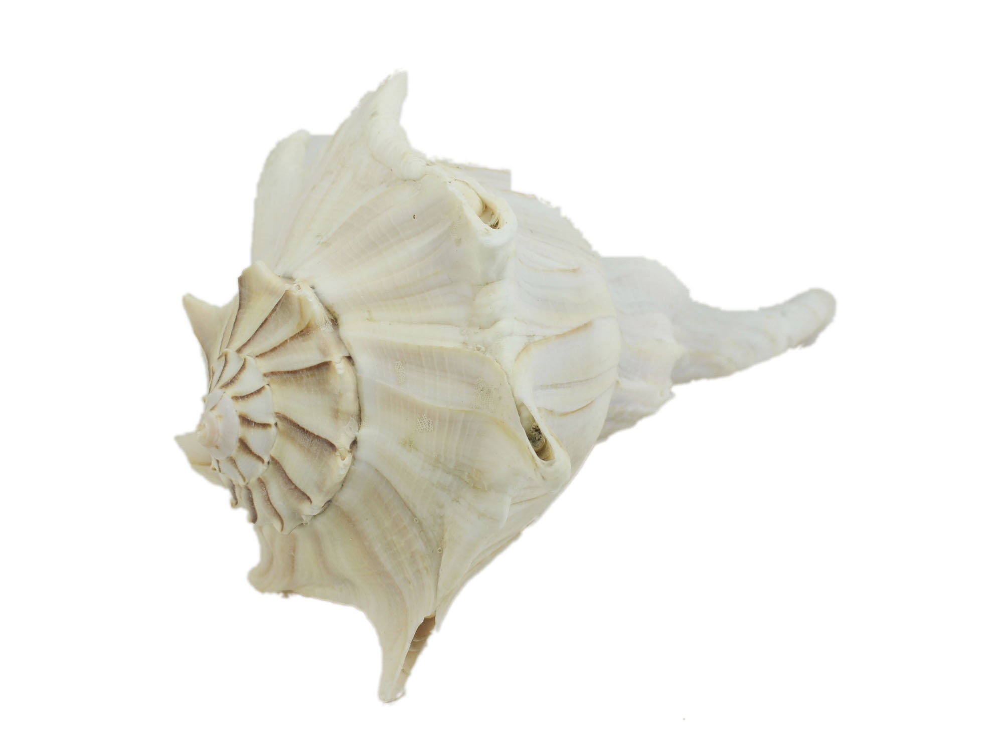 Mexican Left Hand Lightning Whelk Shells: 8" to 9" - 1361-0809-AS (L25)