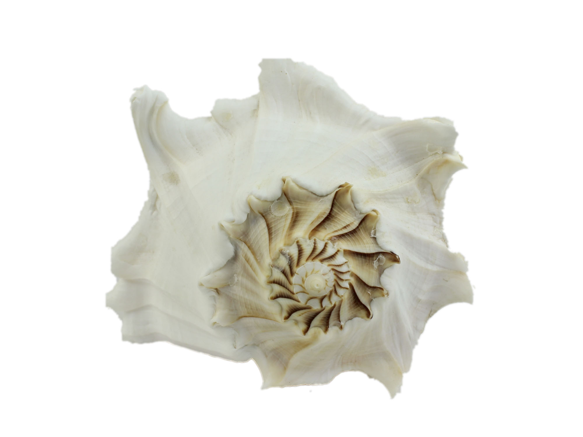 Mexican Left Hand Lightning Whelk Shells: 9" to 10" - 1361-0910-AS (L25)