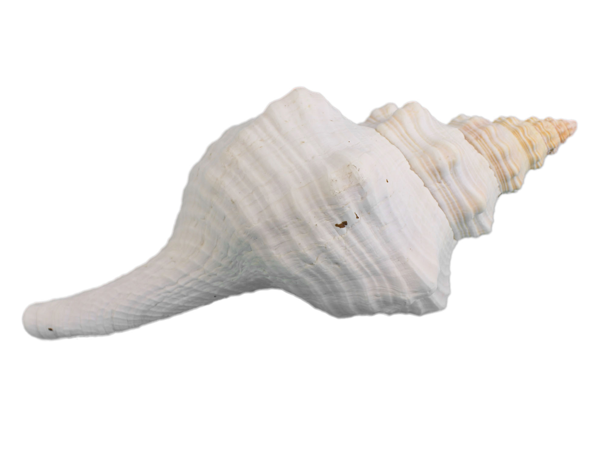 Mexican Horse Conch Shell: 10" to 11" Florida horse conch, sea snail shell