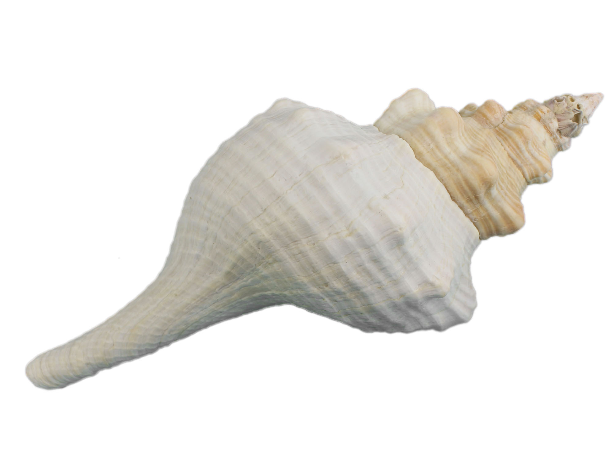 Mexican Horse Conch Shell: 11" to 12" Florida horse conch, sea snail shell
