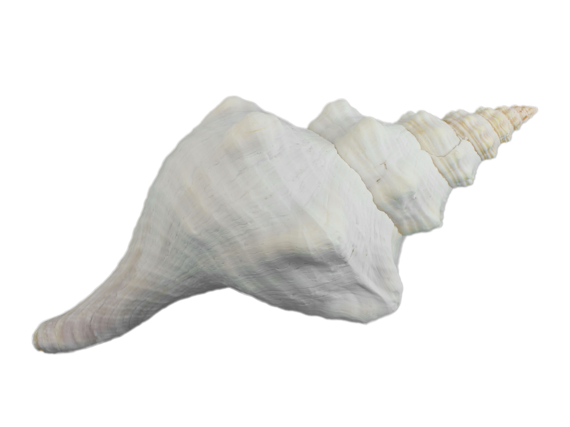 Mexican Horse Conch Shell: 12" to 13" Florida horse conch, sea snail shell