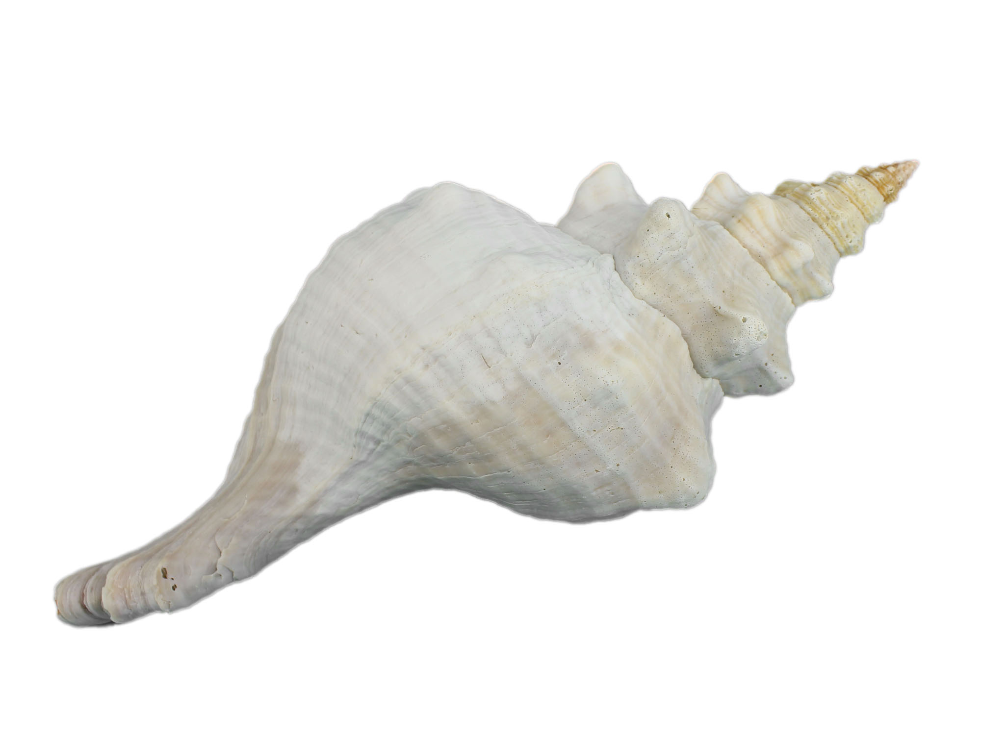 Mexican Horse Conch Shell: 13" to 14" Florida horse conch, sea snail shell