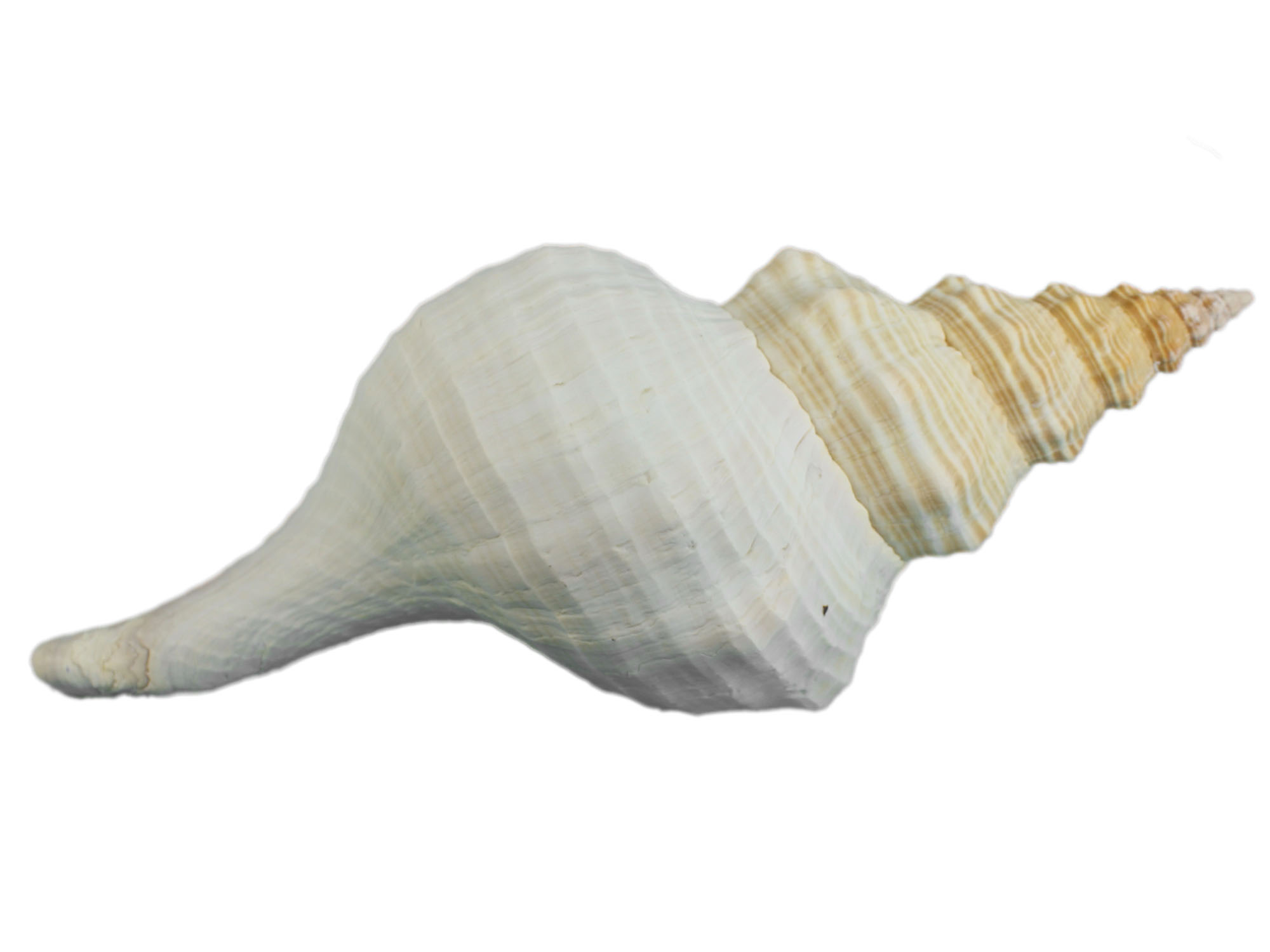 Mexican Horse Conch Shell: 14" to 15" Florida horse conch, sea snail shell