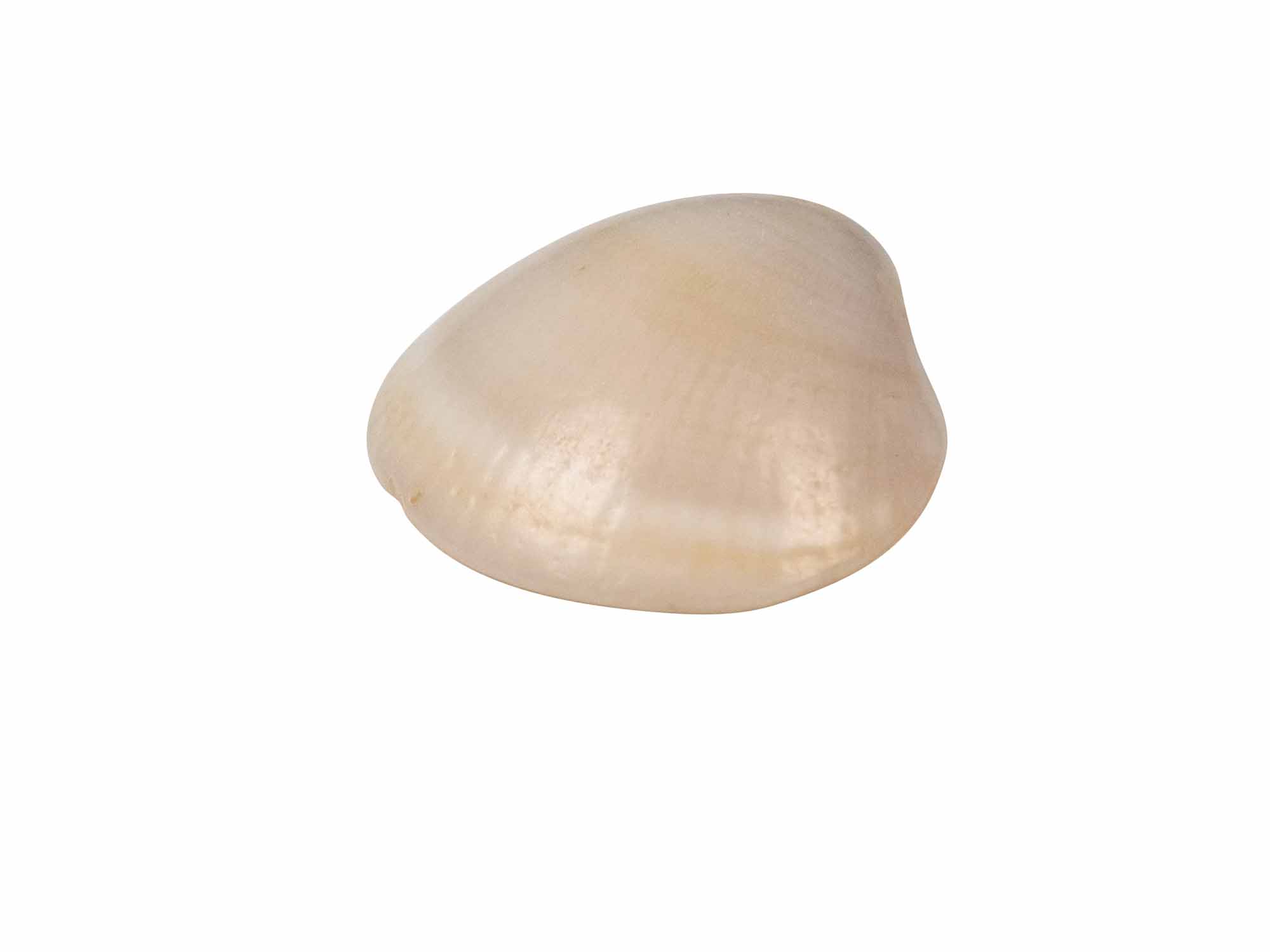 Naa-Set Clam Shell: Large (100 pieces) - 1370-L-100 (9UV1)