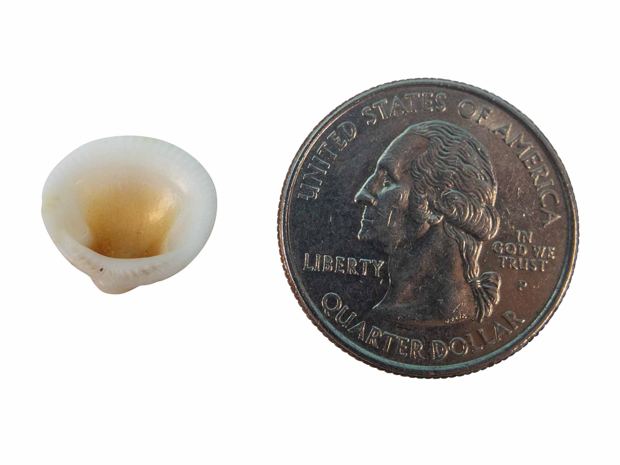 Naa-Set Clam Shell: Small (100 pieces) - 1370-S-100 (9UV1)