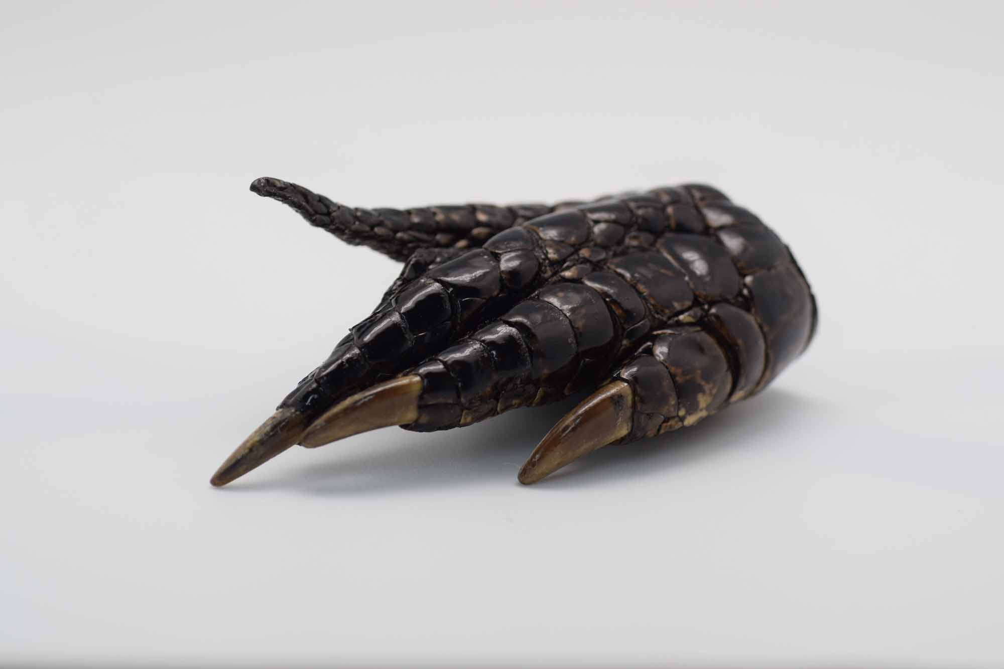 Alligator Foot: Extra Large: 5" to 7" - 21-AG-J1 (M1)