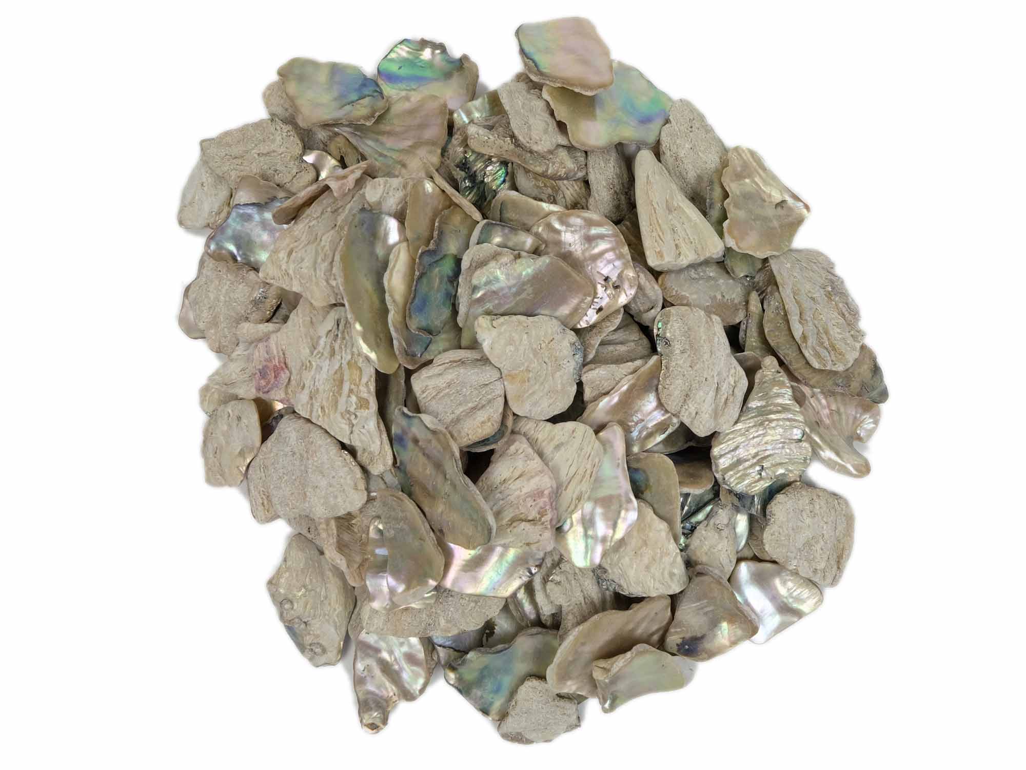 African Abalone Pieces: 25mm: Natural Color (kg) 