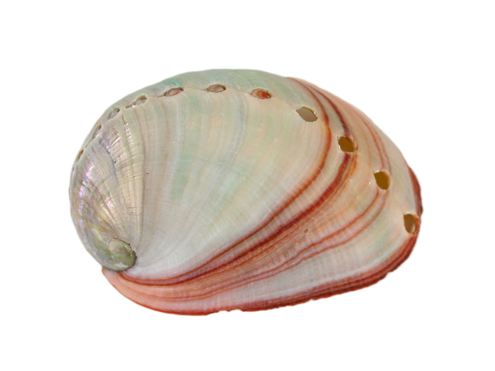 Mexican Red Abalone Shell: 2" to 3" 